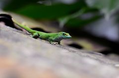 Madagaskar Taggecko