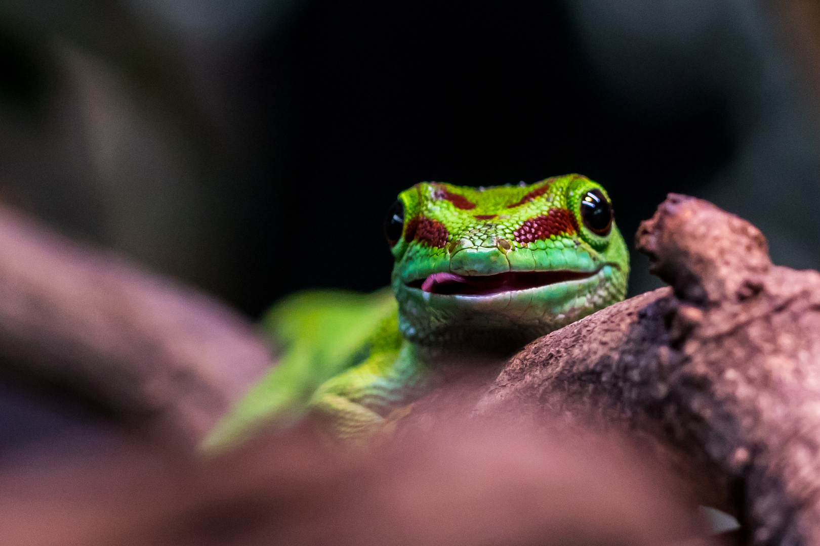 Madagaskar-Taggecko