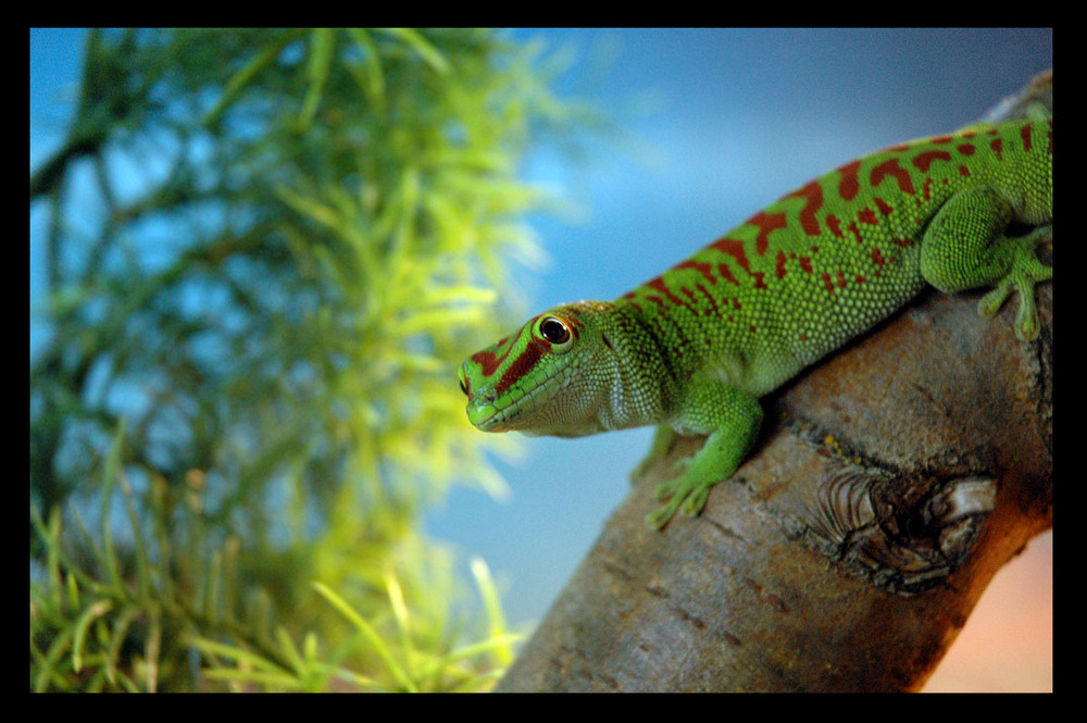 *Madagaskar-Taggecko*