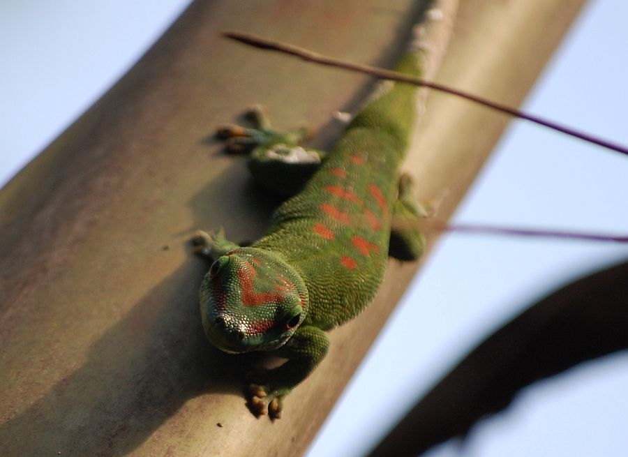 Madagaskar-Taggecko