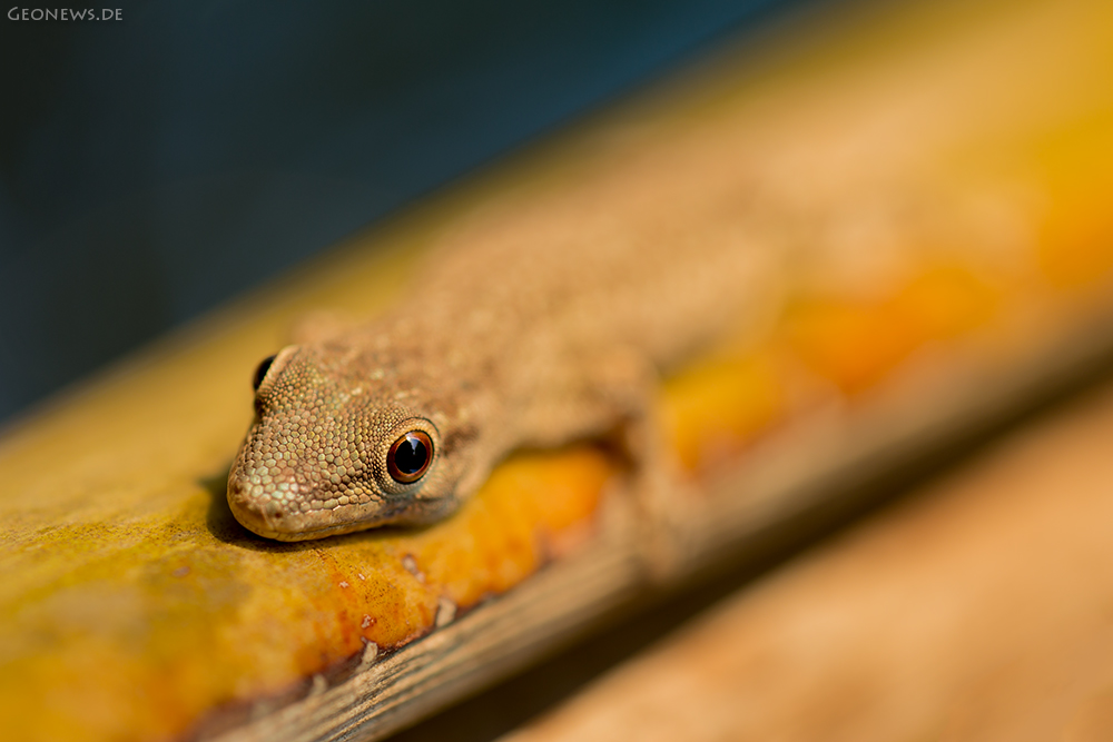 Madagaskar - Taggecko