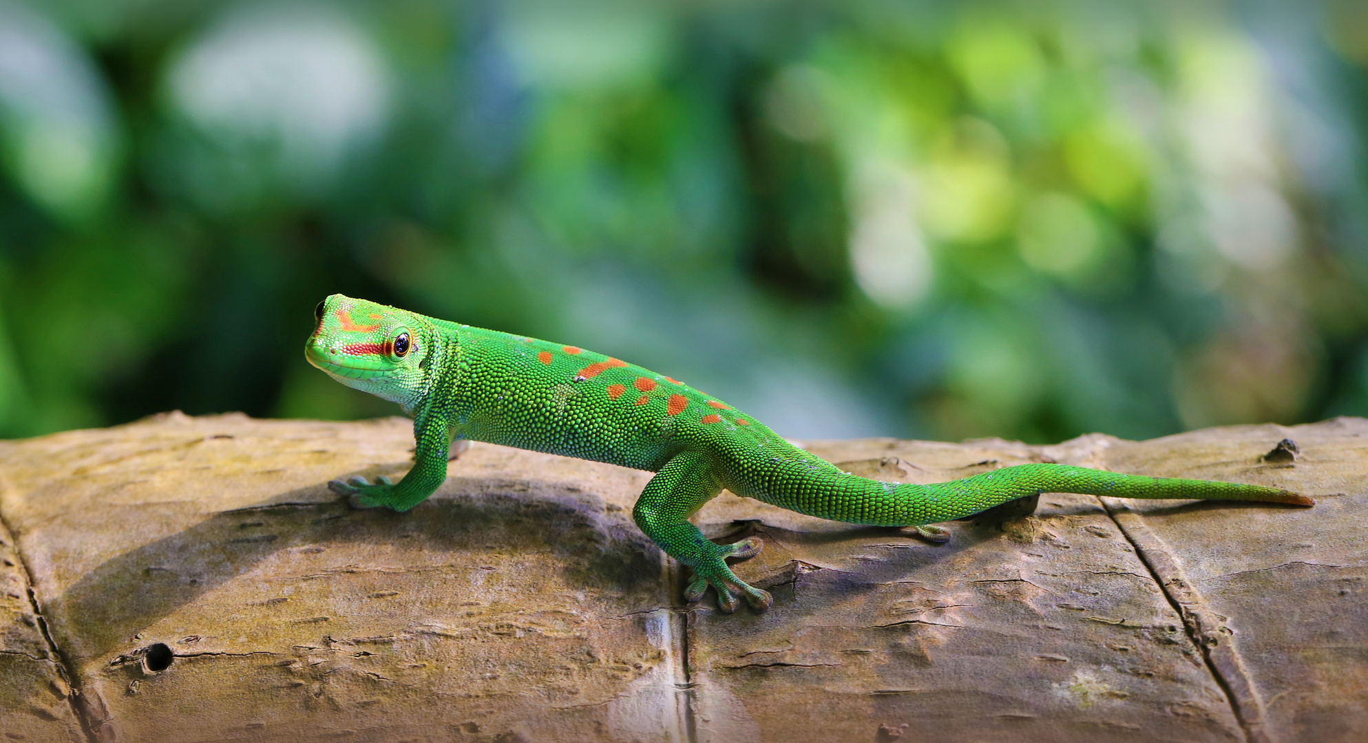 Madagaskar Taggecko