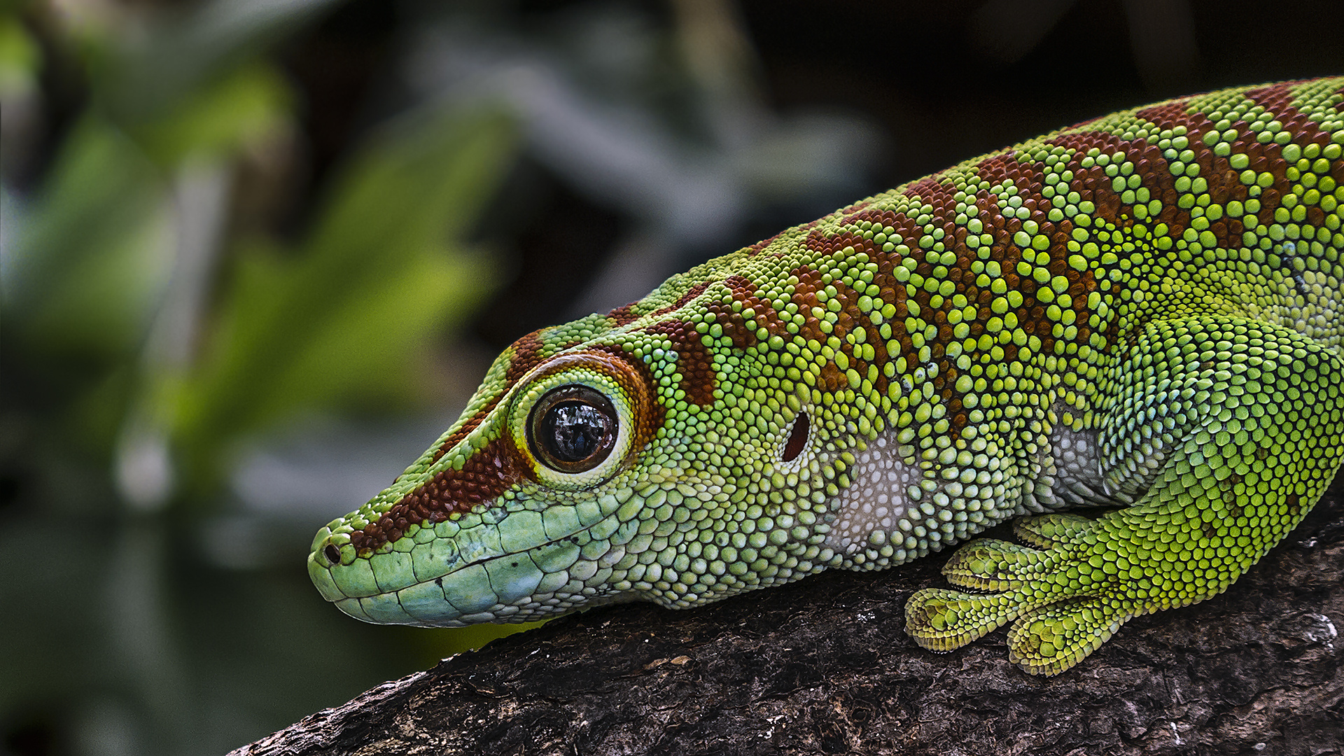 Madagaskar TAGGECKO