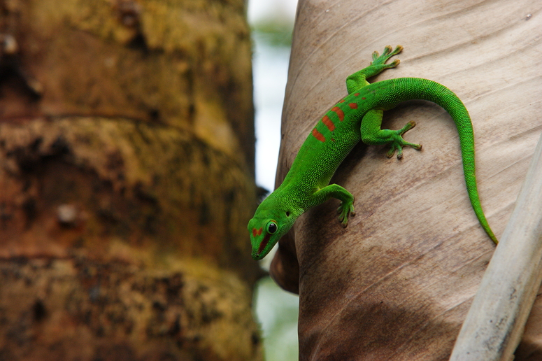 Madagaskar-Taggecko