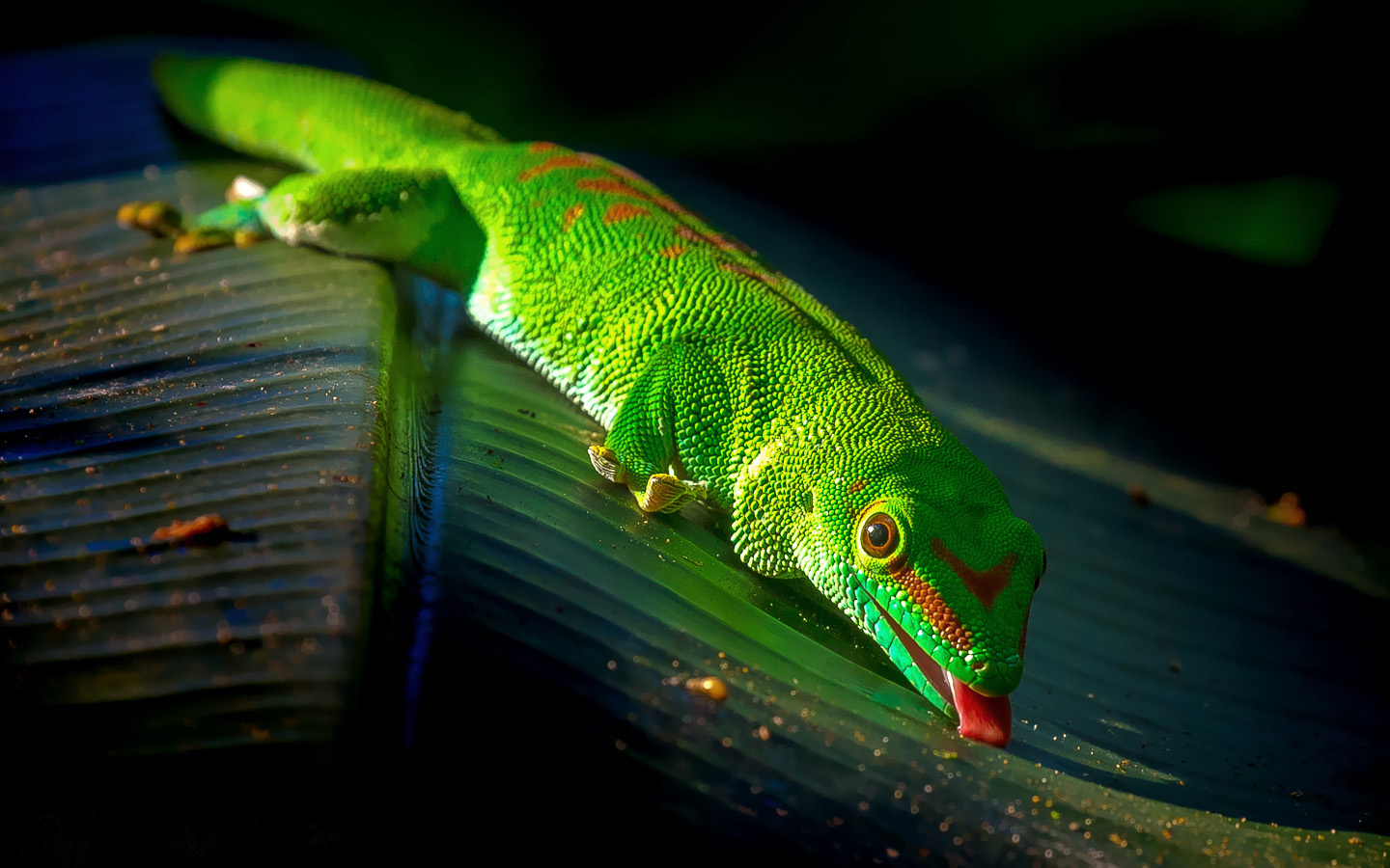 Madagaskar Taggecko