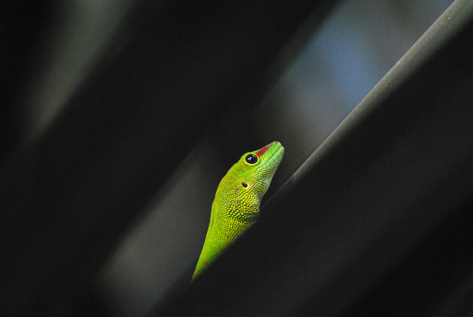 Madagaskar-Taggecko