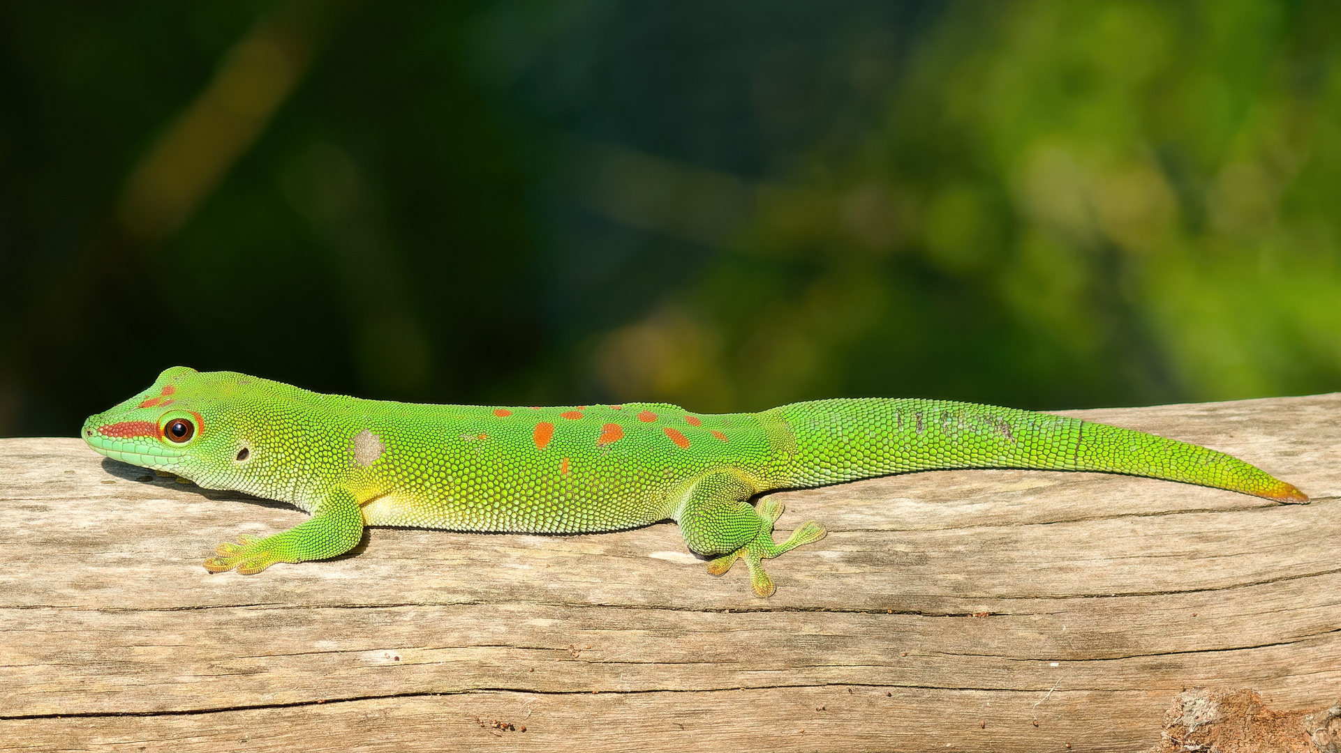 Madagaskar Taggecko