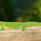 Madagaskar Taggecko