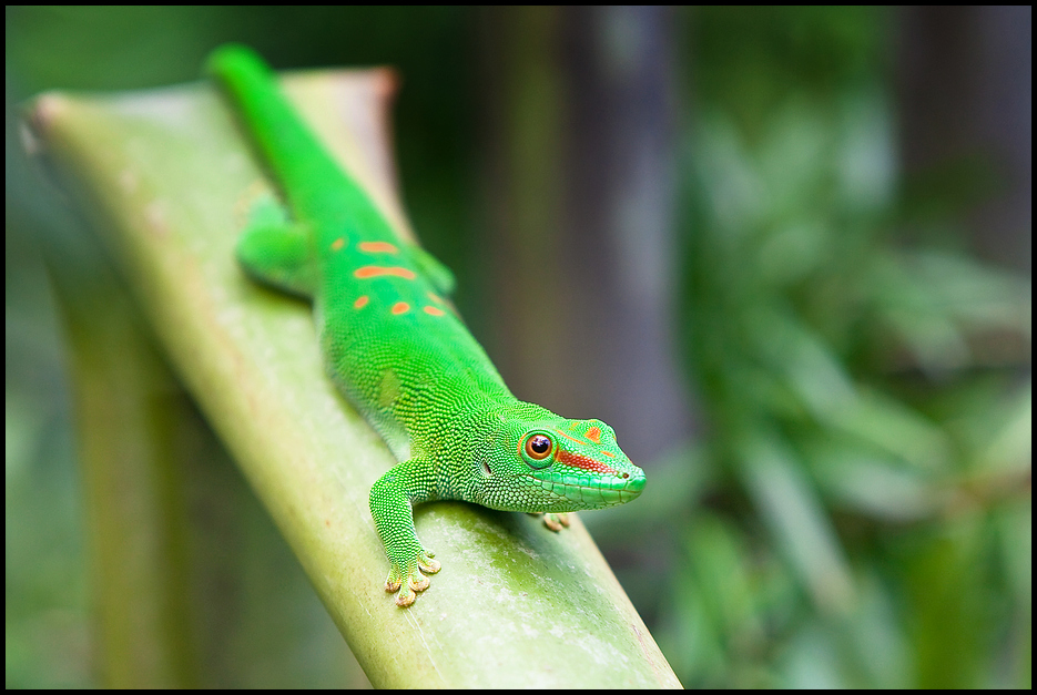 Madagaskar-Taggecko