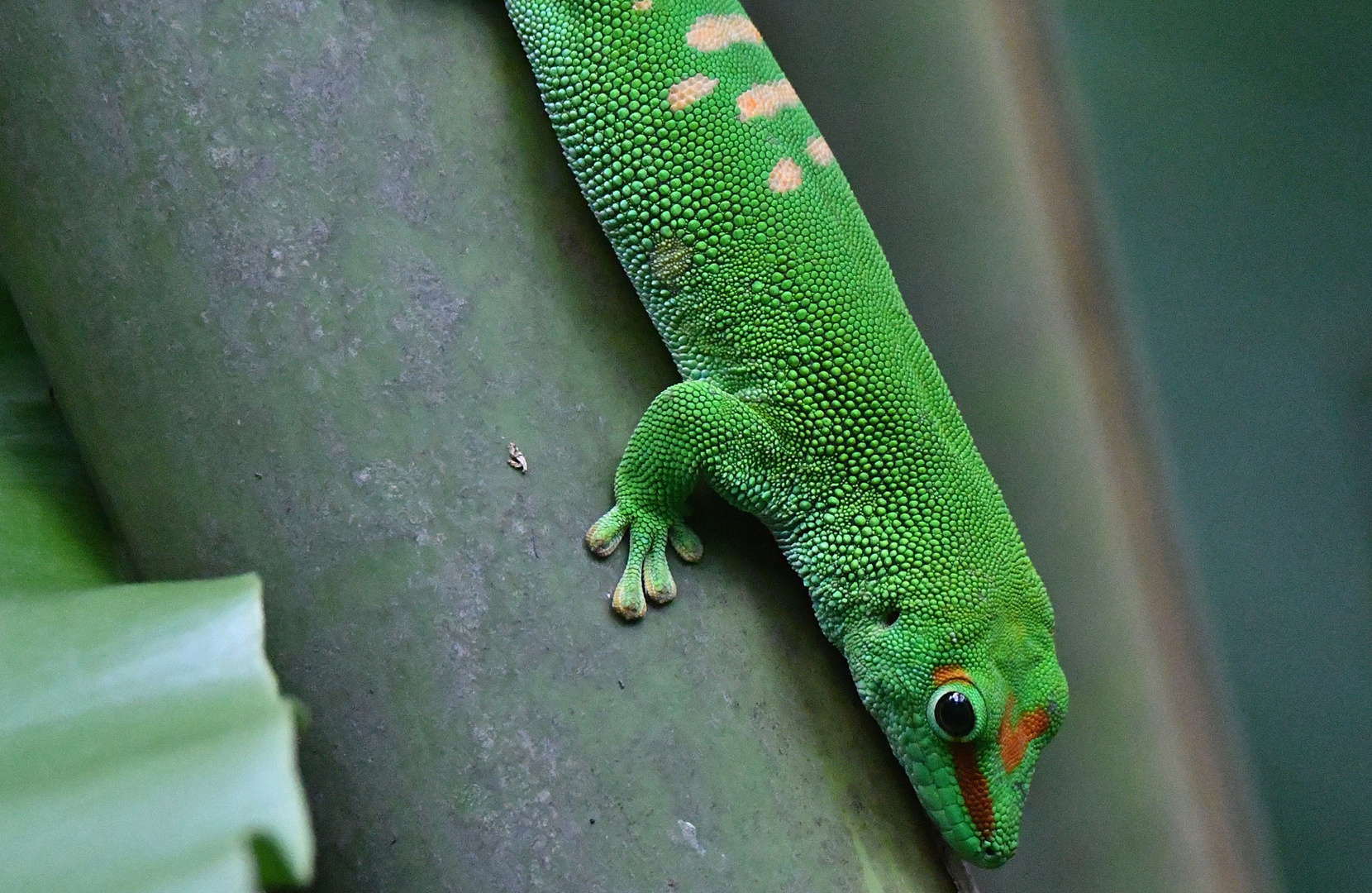 Madagaskar-Taggecko