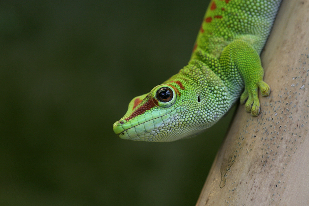 Madagaskar-Taggecko