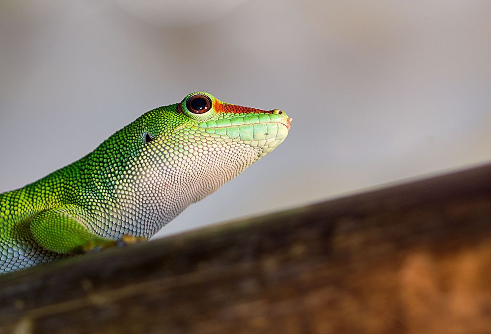 Madagaskar-Taggecko