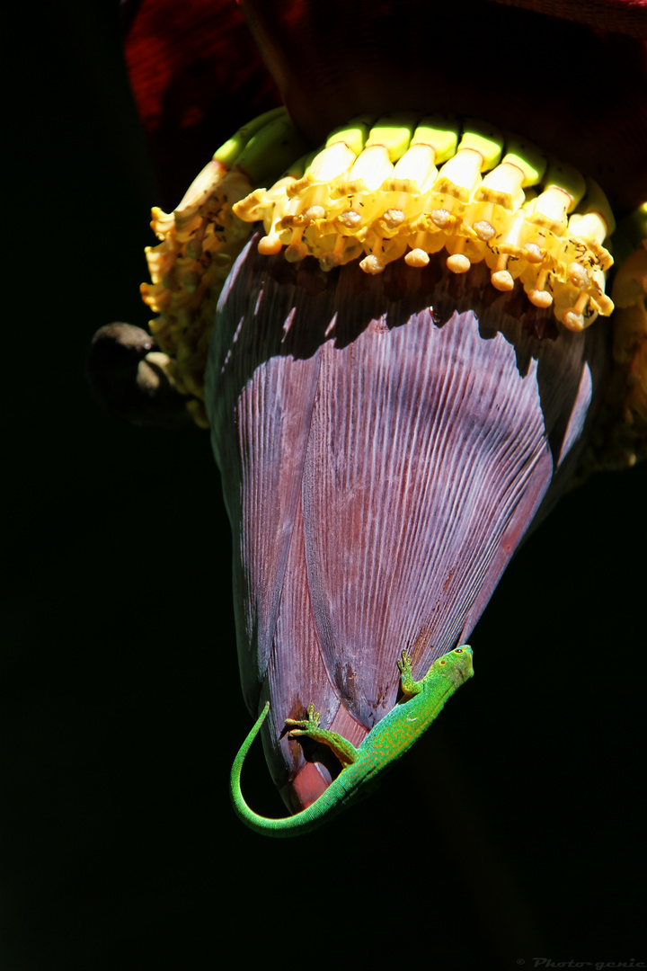 Madagaskar Taggecko an einer Bananenpflanze