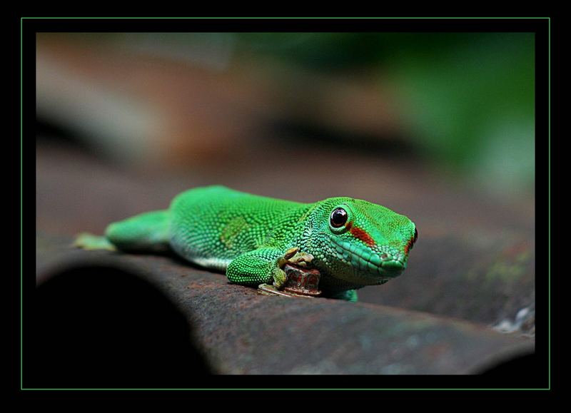 Madagaskar Taggecko - auf der Mauer auf der Lauer...