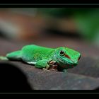 Madagaskar Taggecko - auf der Mauer auf der Lauer...