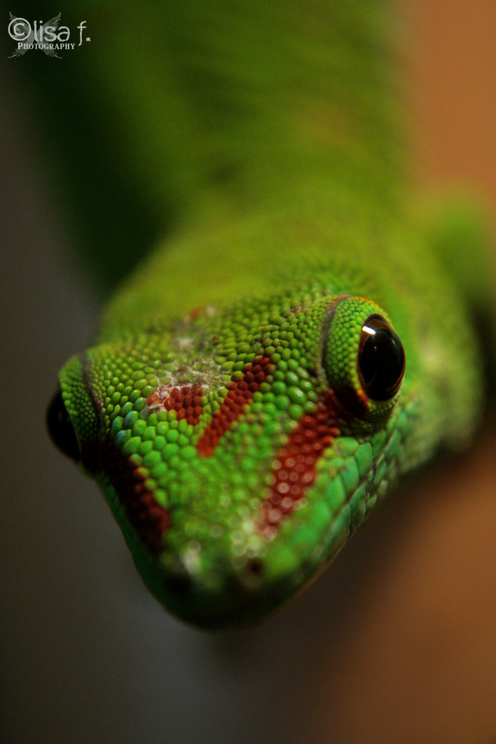 Madagaskar Taggecko