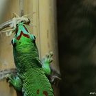 Madagaskar Taggecko (bei einer Heuschreckenmahlzeit)