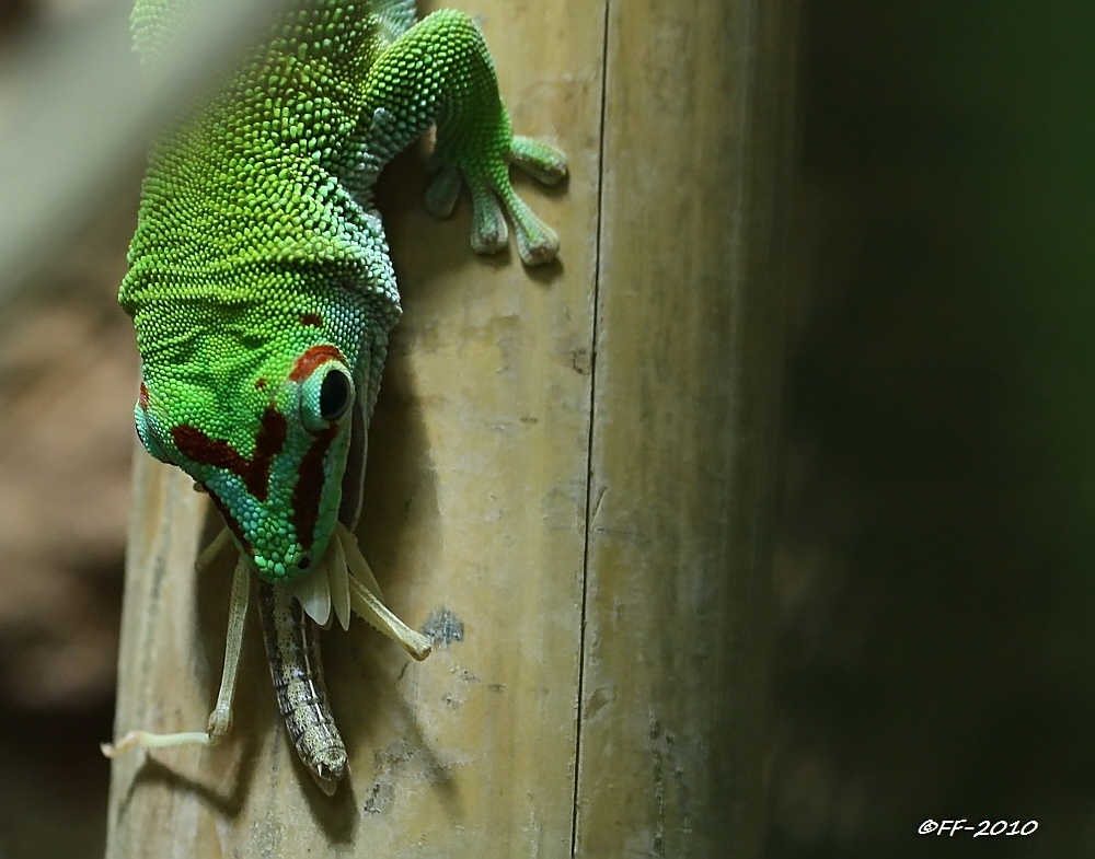 Madagaskar-Taggecko (bei einer Heuschreckenmahlzeit)