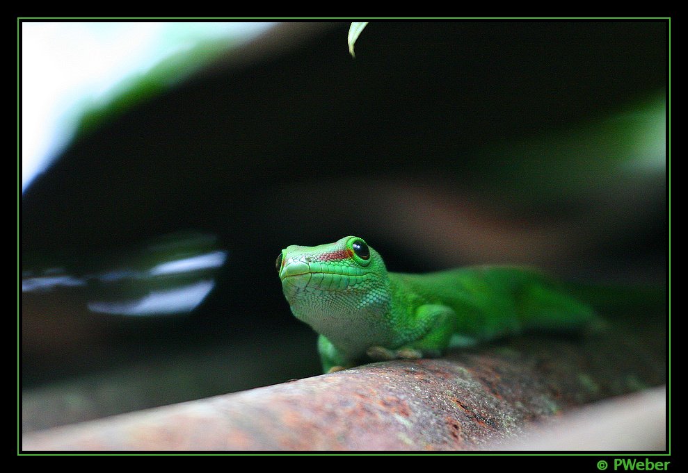 Madagaskar-Taggecko