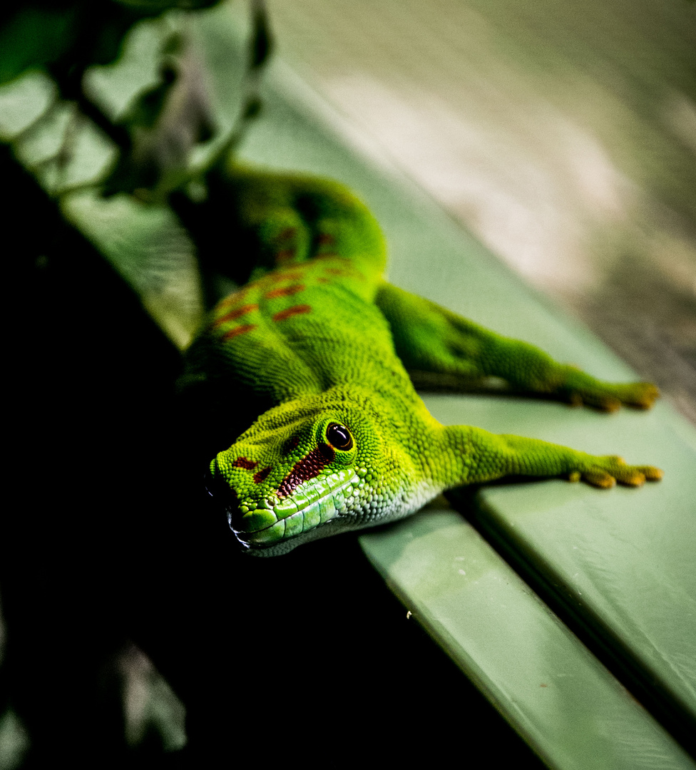 Madagaskar-Taggecko