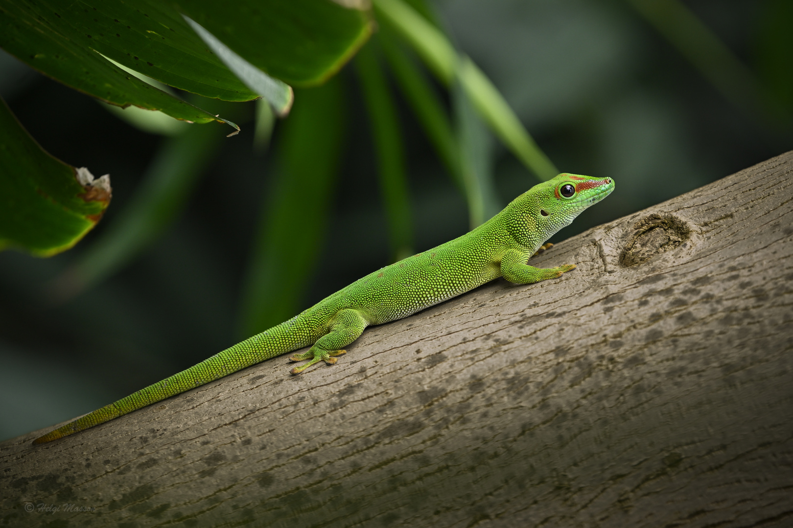 Madagaskar Taggecko