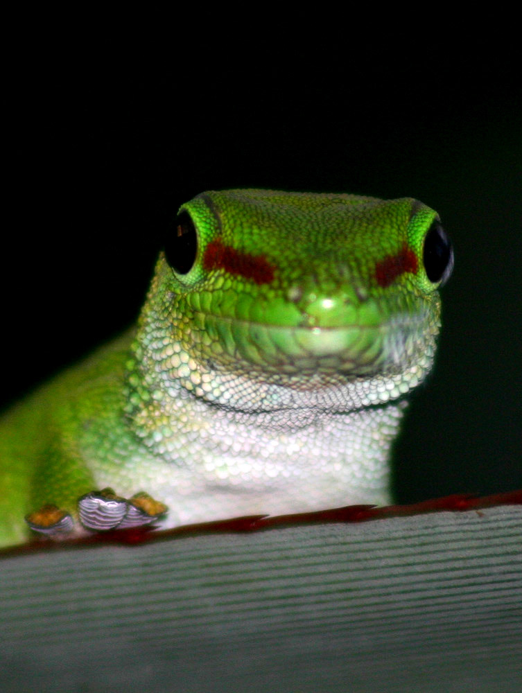 Madagaskar Taggecko