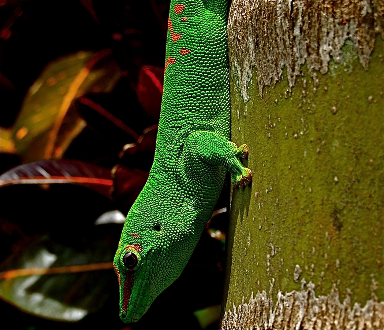 Madagaskar-Taggecko