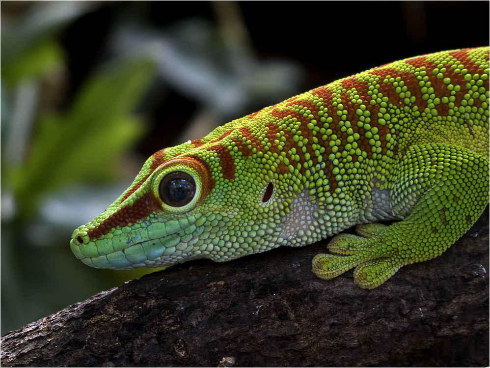 Madagaskar Taggecko