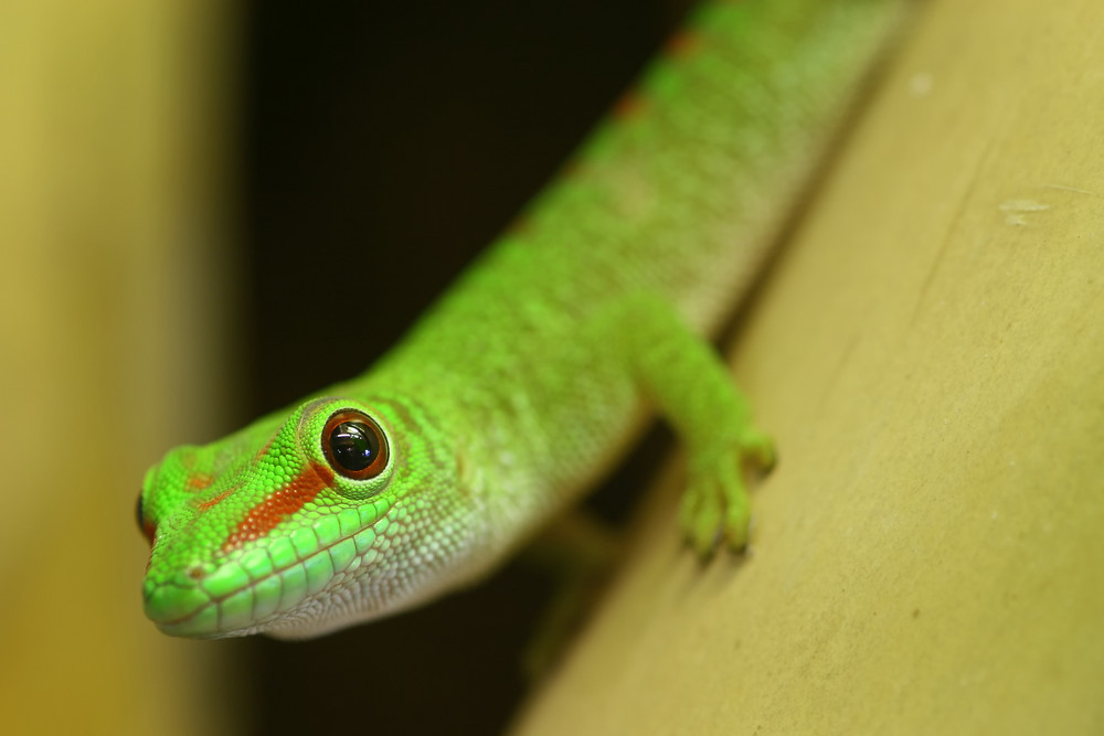 Madagaskar Taggecko