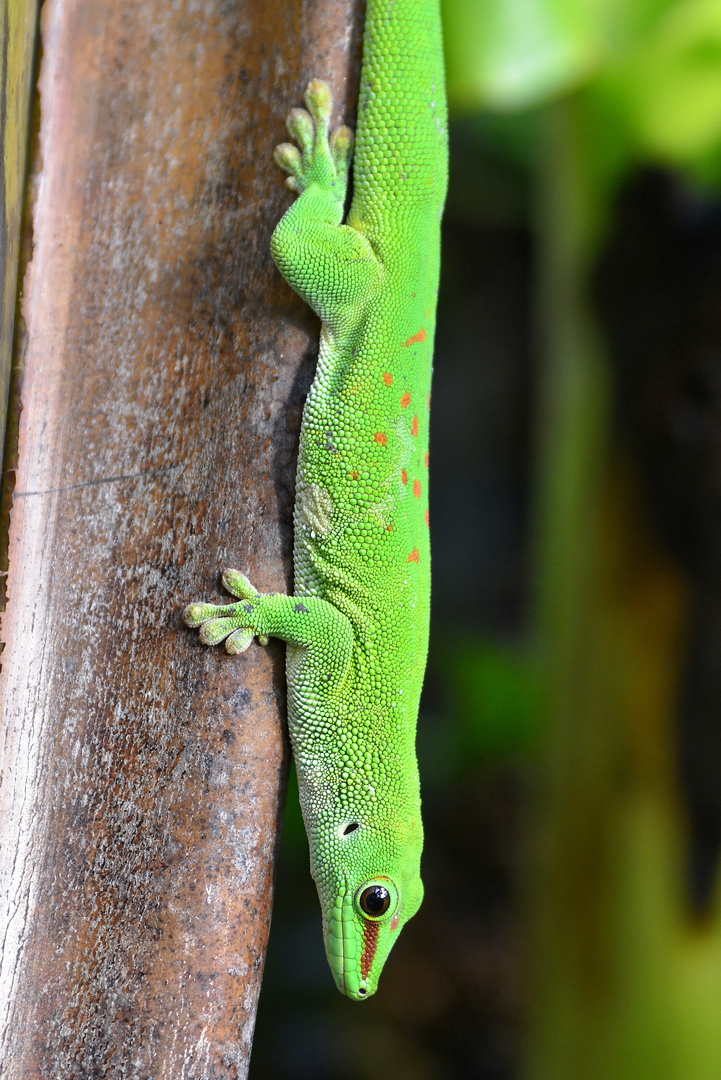 Madagaskar-Taggecko