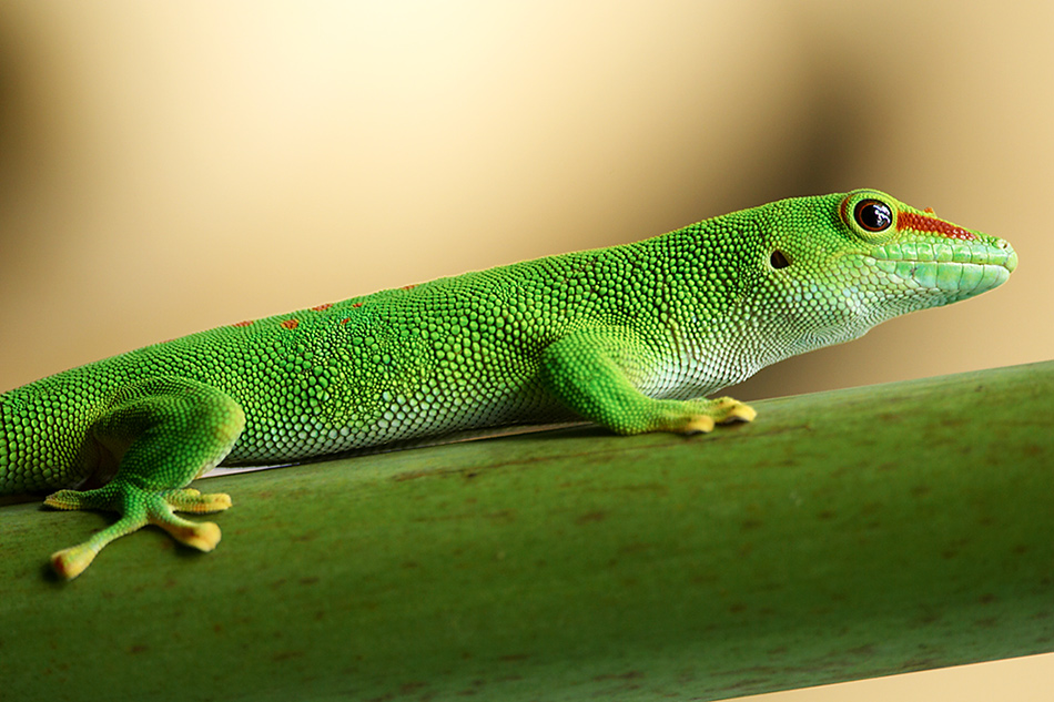 Madagaskar Taggecko