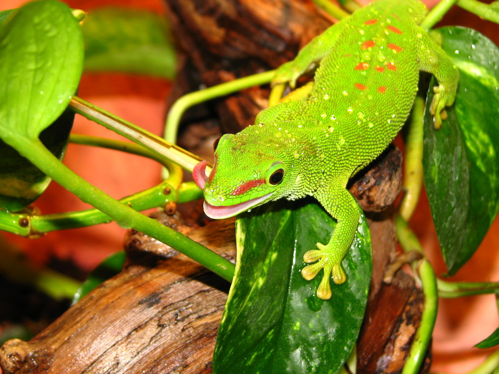 Madagaskar Taggecko "Frigg" 2