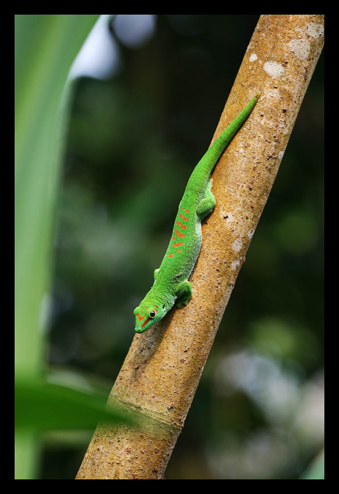 Madagaskar Taggecko IV