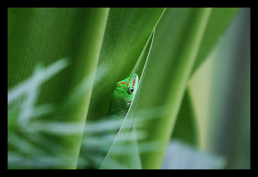 Madagaskar Taggecko IX