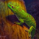 Madagaskar-Taggecko (Phelsuma madagascariensis) 