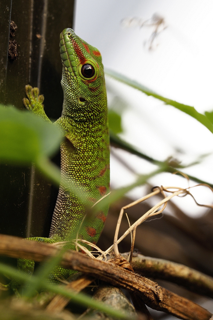 Madagaskar-Taggecko (Phelsuma madagascariensis)