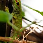 Madagaskar-Taggecko (Phelsuma madagascariensis)