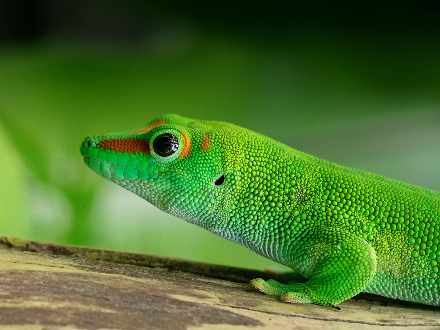 Madagaskar-Taggecko (Phelsuma madagascariensis)