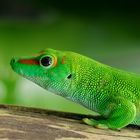 Madagaskar-Taggecko (Phelsuma madagascariensis)