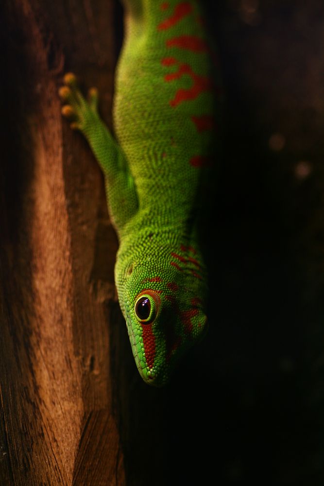 Madagaskar-Taggecko (Phelsuma madagascariensis)