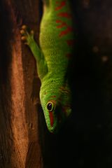 Madagaskar-Taggecko (Phelsuma madagascariensis)