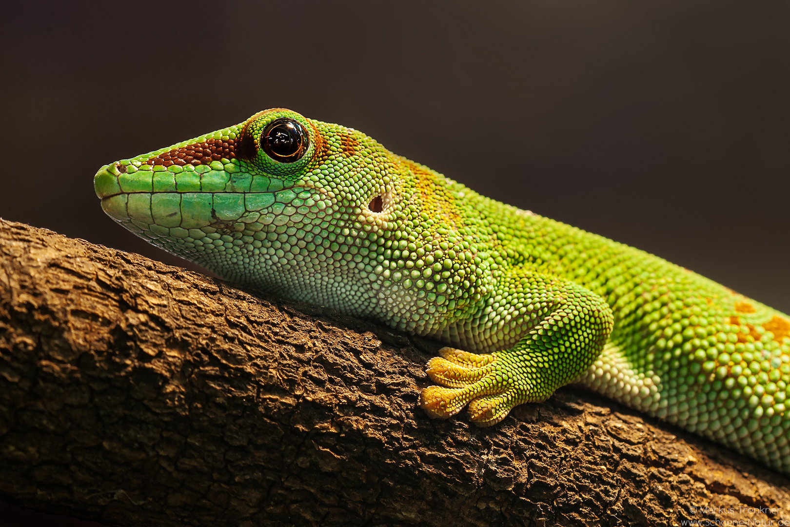 Madagaskar Taggecko [Phelsuma madagascariensis]