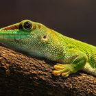 Madagaskar Taggecko [Phelsuma madagascariensis]