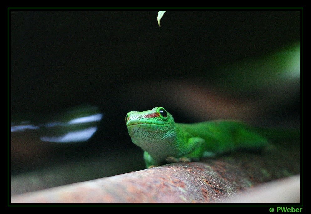 Madagaskar-Taggecko [Reloaded]