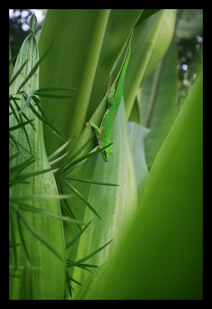 Madagaskar Taggecko VI