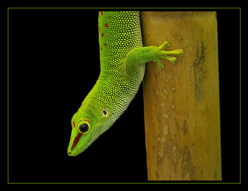 Madagaskar Taggecko VI