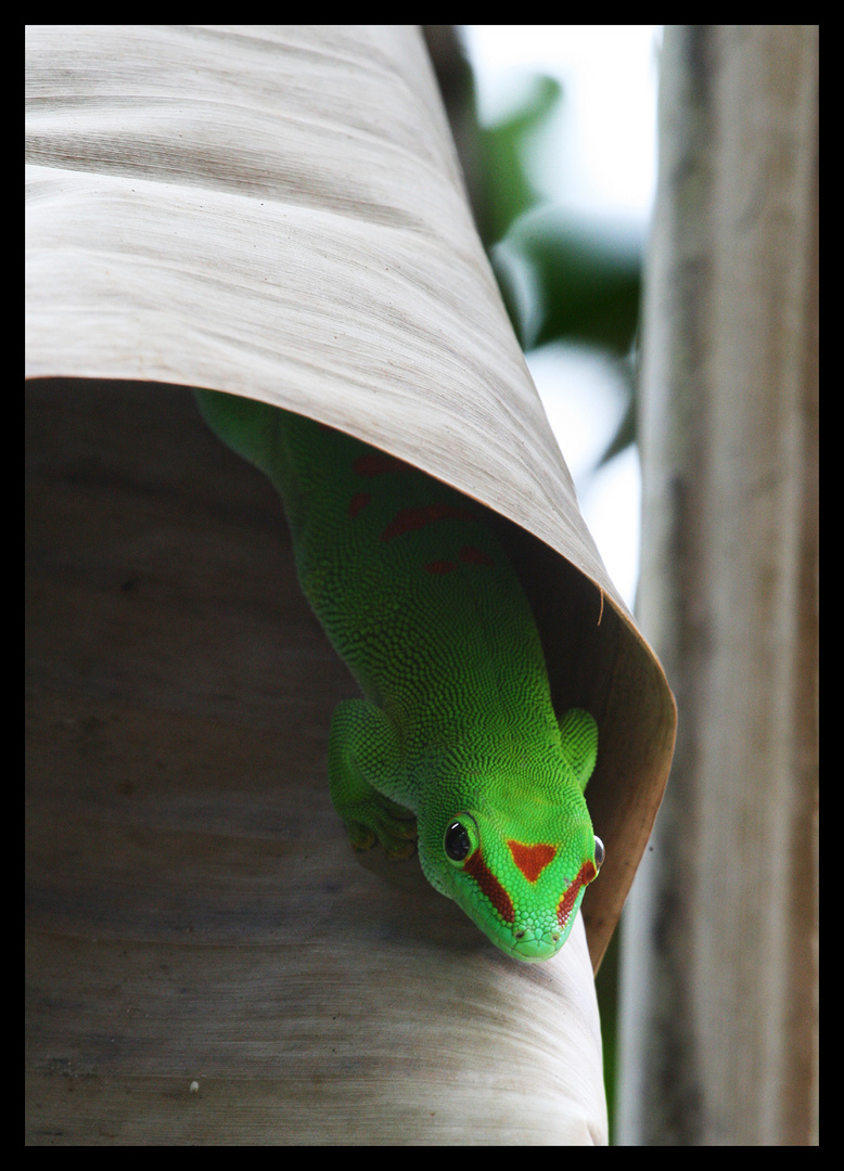 Madagaskar Taggecko X