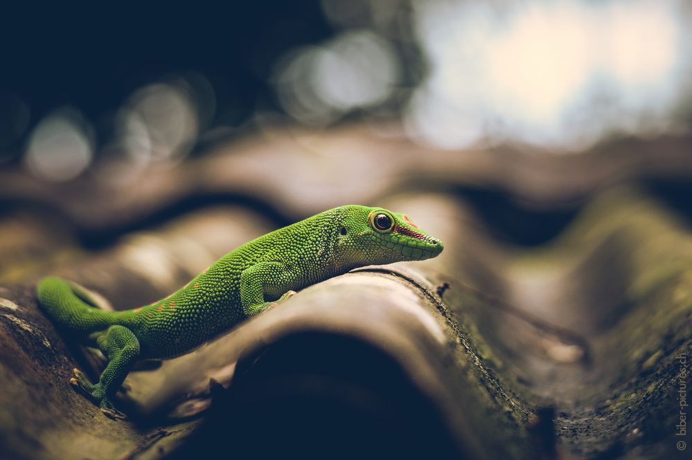 Madagaskar-Taggekko