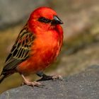 Madagaskar Weber im Weltvogelpark 001 