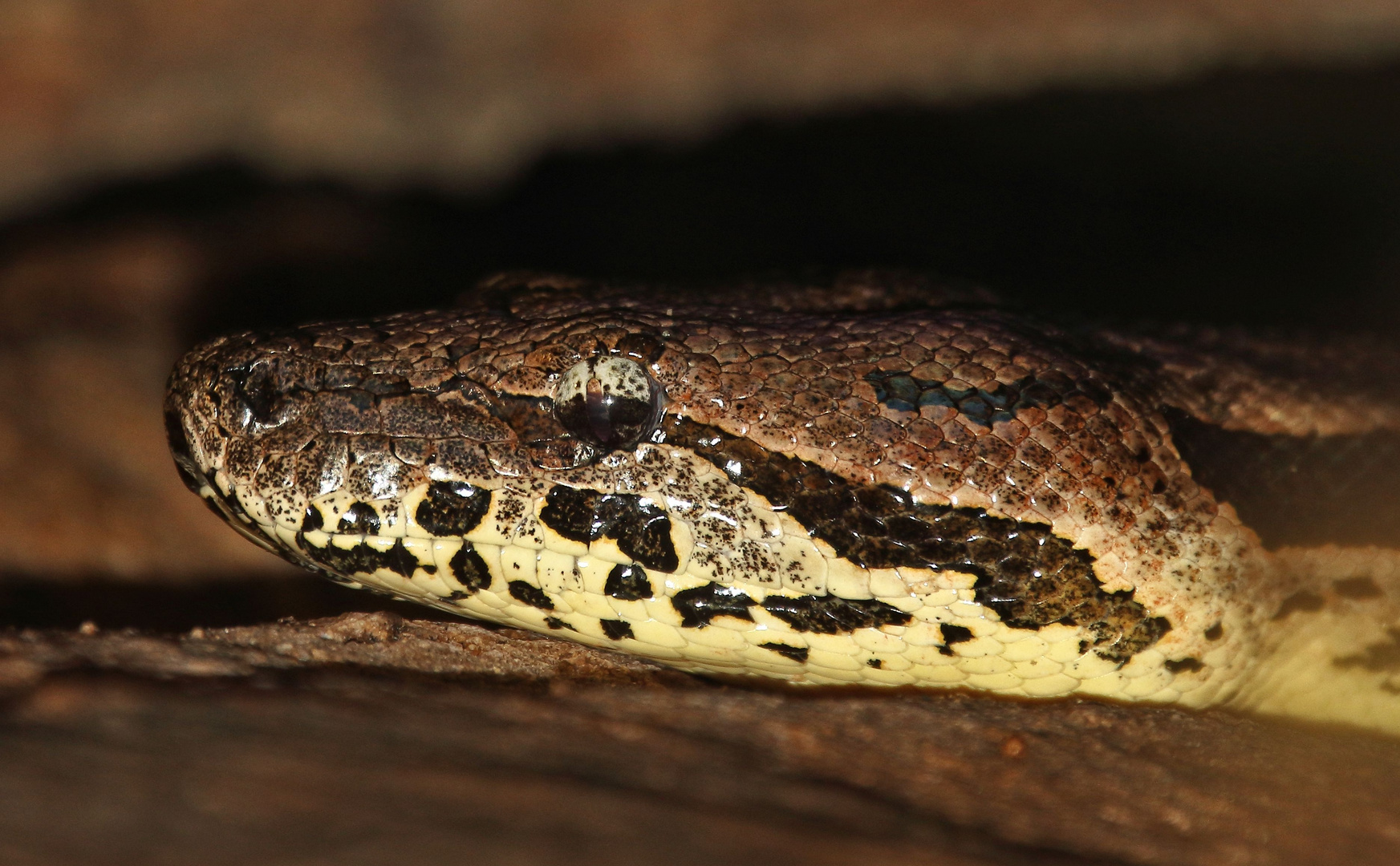 "Madagaskarboa"